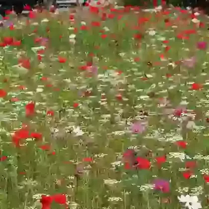 Pictorial Meadow Seed Collections